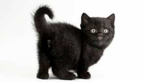 Ako si vybrať meno pre mačiatko, ak je čierna